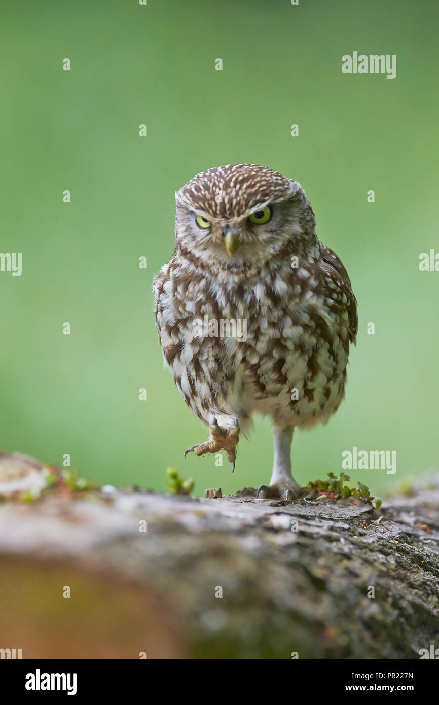 Angry Little Owl, Athene noctua, scowling and frowning whilst marching walking on a log, East Yorkshire, `uk Stock Photo